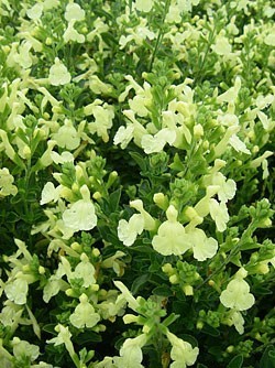 Salvia Lemon Light - 1 x 4cm plug plants