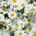 Chrysanthemum Silver Princess - 1 x 9cm potted plants