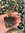 Echinacea Double Decker - 1 x 6cm plug plant