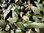 Echinacea Green Twister - 1 x 6cm plug plants