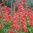 Penstemon Windsor Red - 1 x 4cm plug plants