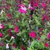 Salvia Cherry Lips - 1 x 1 litre potted plant