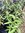 Penstemon Midnight - 1 x 1 litre potted plant