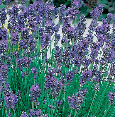 Lavender Munstead Dwarf - 1 x 1 litre potted plant