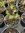 Salvia Dayglow - 1 x 1 litre potted plant