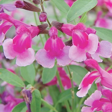 Salvia Dayglow - 1 x 1 litre potted plant