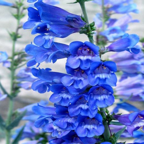 Penstemon Heavenly Blue - 1 x 1 litre potted plant