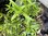 Penstemon Woodpecker - 1 x 1 Litre potted plant