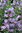 Penstemon Woodpecker - 1 x 1 Litre potted plant