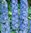 Delphinium Summer Skies - 1 x 6cm plug plants