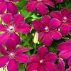 Clematis Rouge Cardinal 1 x 9cm potted plant