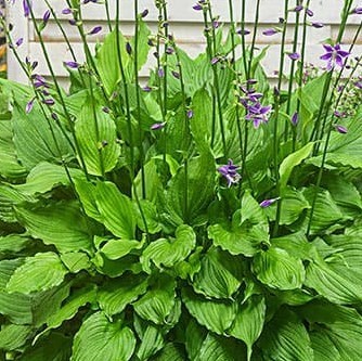 Hosta Purple Sensation - 1 x 9cm potted plant