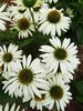 Echinacea Lucky Star -1 x 9cm potted plants