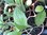 Rudbeckia Black Eyed Susan - 1 x 9cm potted plant
