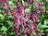 Phygelius Funfare Wine (Cape Fuchsia) - 1 x 9cm potted plants