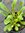 Penstemon Cambridge Mixed - 1 x 1 litre potted plant
