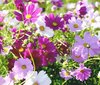 Cosmos bipinnatus Mixed - £4.99 FOR 12 PLUG PLANTS