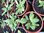Salvia Nemorosa Rose Queen - 1 x 9cm potted plants