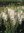 Verbascum Flush of White - 1 x 4cm plug plants
