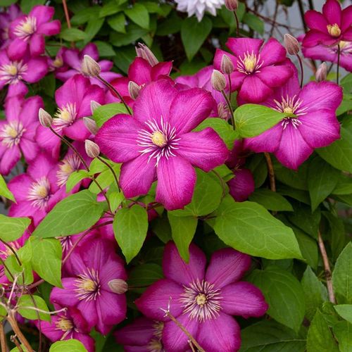 Clematis Sunset - 1 x 9cm potted plant