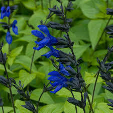 Salvia Black and Blue - 1 x 9cm potted plant