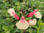 Salvia Cuello Cream Pink - 1 x 4cm plug plant
