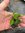 Salvia Kisses and Wishes -1 x 4cm plug plant