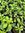 Salvia Melen - 1 x 4cm plug plant