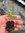 Salvia Melen - 1 x 4cm plug plant