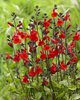 Salvia Red Swing - 1 x 4cm plug plant