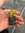 Penstemon Pensham Plum Jerkum - 1 x 4cm plug plants