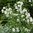 Campanula persificola Alba - 1 x 6cm plug plants