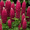 Lupin Gallery Red - 1 x 6cm plug plants