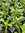 Ostespermum Tresco Purple - 1 x 6cm plug plants