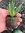 Sisyrinchium Moody Blues - 1 x 6cm plug plants