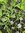 Sisyrinchium Moody Blues - 1 x 6cm plug plants