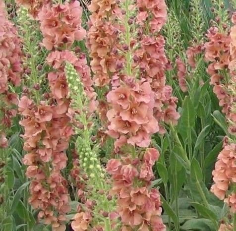 Verbascum Caribbean Crush - 1 x 6cm plug plants PRIOR NOTICE - AVAILABLE FROM 13th APRIL 2024