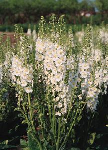 Verbascum Flush of White - 1 x 6cm plug plants PRIOR NOTICE - AVAILABLE FROM 13th APRIL 2024
