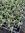 Helichrysum angustifolium (Curry Plant) - 1 x 4cm plug plants