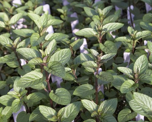 Mint Chocolate - 1 x 4cm plug plants
