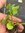 Mint - Apple 1 x 4cm plug plants -