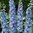 Delphinium Magic Fountain Sky Blue - 1 x 6cm plug plant -