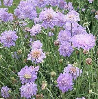 Scabiosa Misty Butterflies 1 x 6cm plug plant PRIOR NOTICE - AVAILABLE FROM 23rd MARCH 2024