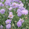 Scabiosa Misty Butterflies 1 x 6cm plug plant PRIOR NOTICE - AVAILABLE FROM 23rd MARCH 2024