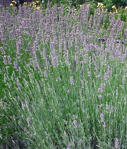 Lavender Seal - 1 x 6cm plug plants