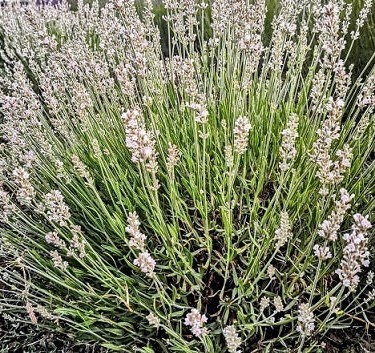 Lavender St Jean - 1 x 6cm plug plants