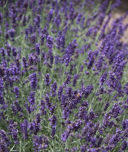 Lavender Imperial Gem - 1 x 6cm plug plants
