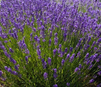 Lavender Royal Purple - 1 x 6cm plug plants