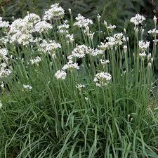 Garlic Chives 1 x 9cm potted plant