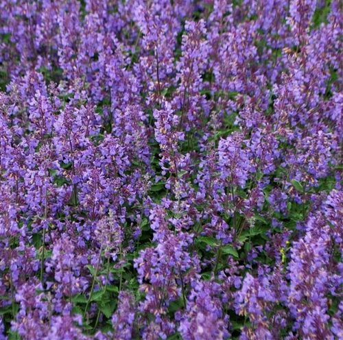 Nepeta racemosa (Eastern Catmint) -1 x 1 litre potted plant